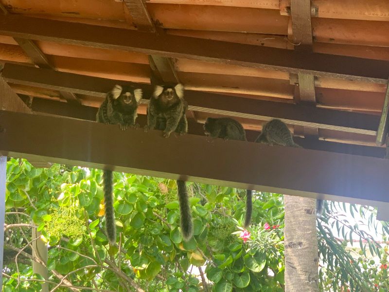 TERRENO PARA VENDA EM PORTO DE GALINHAS, CUPE, IPOJUCA